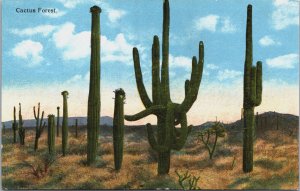 Cactus Forest Arizona Vintage Postcard C217