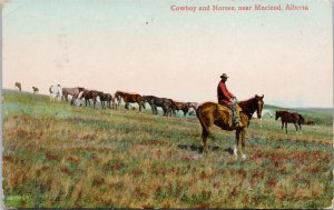 Cowboy and Horses near Macleod Alberta AB Ranching c1908 Postcard G13