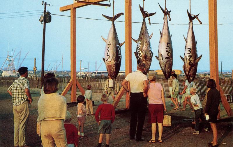 Fish - Blue Fin Tuna, Off the Rhode Island Coast