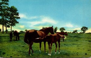 Kentucky Lexington Mares and Foals At Pasture In The Blue Grass