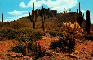 Arizona The Colorful Desert With Saguaro Cactus