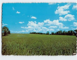 M-202851 Field Scenery and Matthew 1338