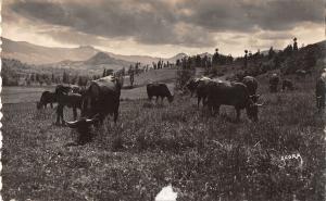 BR47893 Cantal paturage dansla vallee de la rhue de cheylade cow va       France