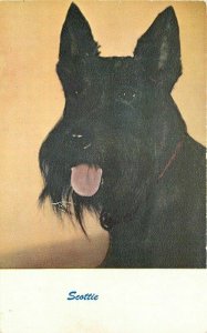 Artist Impression 1950s Postcard Beautiful Scottie Standard Arts 10717