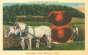 Greetings from Rolfe Iowa, Giant Tomatoes Exaggeration 1942 Linen Postcard Used