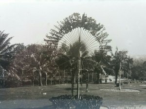 Vintage Real Photo Postcard Travelling Palm Tree Singapore Malaya