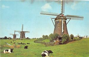 BF37669 hamlet o wi leidschendam  netherlands  cow  windmill mill moulin a vent