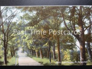 Leicestershire EVINGTON Shady Lane c1904 by The Wrench Series 14886