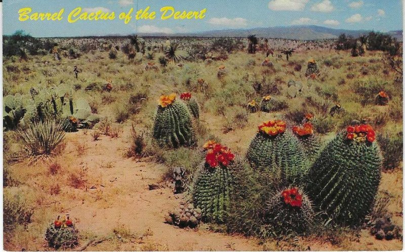 Vtg 1968 Barrel Cactus of the Desert New Mexico Postcard