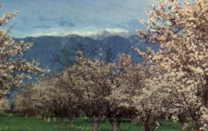 Blossom Time in Missoula, Montana