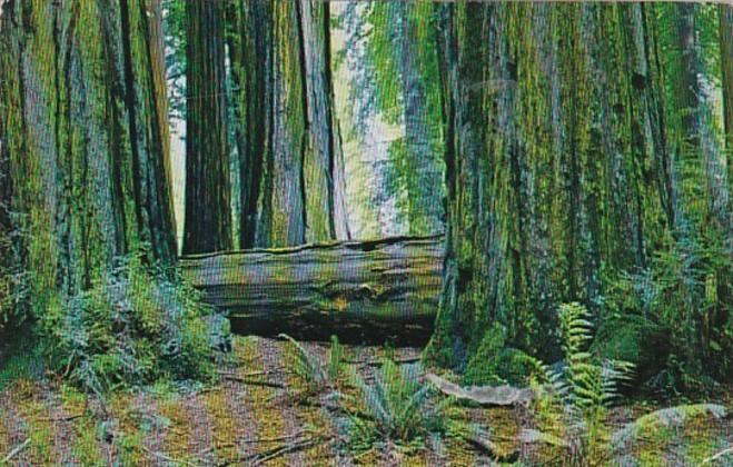 California Among The Redwoods Along The Redwood Highway 1973