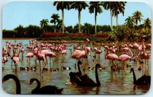 M-1447 Flamingos & Swans on the Infield Lake at Beautiful Hialeah Race Course...