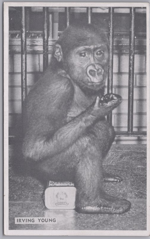 Chicago, Ill., Lincoln Park Zoo Irving Young the Young Gorilla - 1952