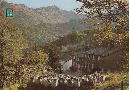 Driving Sheep Seatoiler Borrowdale Cumbria Postcard