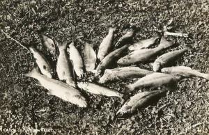A Catch of Rainbow Trout - RPPC