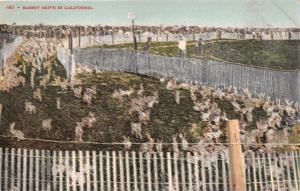 RABBIT DRIVE IN CALIFORNIA~EDWARD MITCHELL POSTCARD 1910s