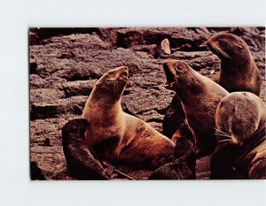 Postcard Fur Seals Pribilof Islands Alaska USA