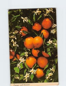 Postcard Oranges And Blossoms In Florida USA