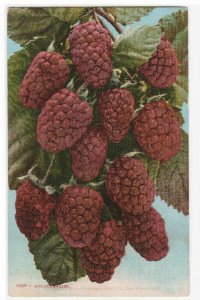 Loganberries Fruit Study 1910c postcard