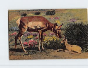 Postcard - Mother Antelope And Baby