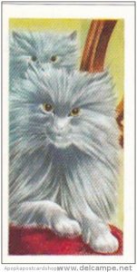 Priority Tea Trade Card I-Spy Pets No 7 Persian Cat