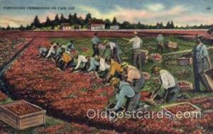 Cranberry Picking, Cape Cod, Massachusets Farming 1941 