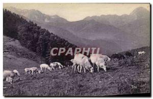 Old Postcard Pyrenees Col d & # 39Aspin Sheep at pasture