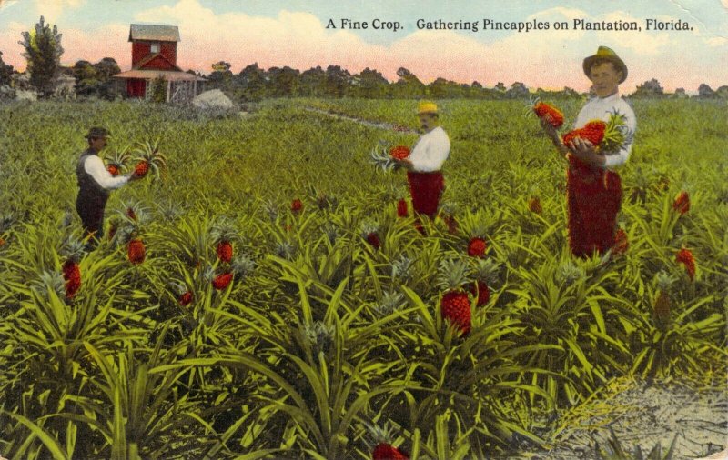 A Fine Crop Gathering Pineapples in Plantation Florida FL 1914 Divided Back PC