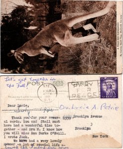 Male Red Kangaroo (33135