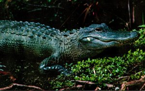 Florida Everglades Alligator