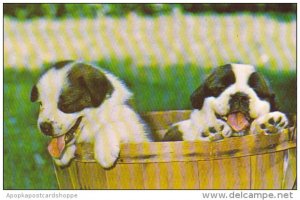 Dogs Baby Saint Bernards