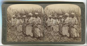 465990 1900 Jamaica Montego Bay sugar cane plantation worker Underwood STEREO