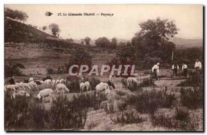 Limousin illustrates Old Postcard Landscape (sheep farmers)