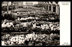 Flower Venders,Aalsmeer,Netherlands