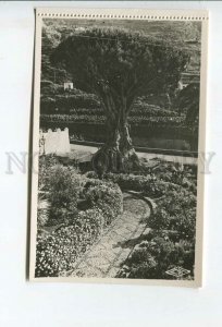 438063 Spain Tenerife Vintage photo postcard