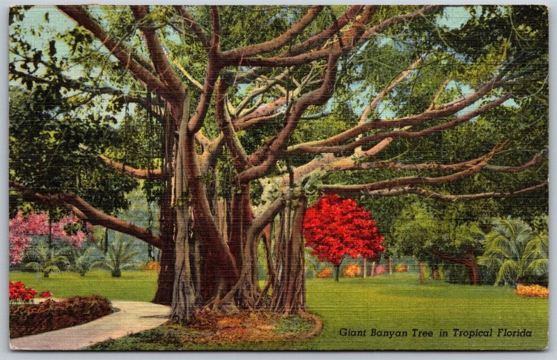 Vtg Giant Banyan Tree in Tropical Florida FL 1950s Linen View Postcard