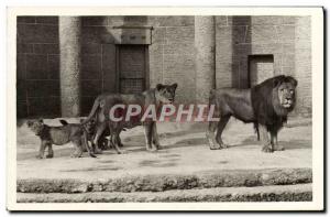 Old Postcard Tierpark Hellabrunn Lion