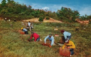 Cape Cod MA-Massachusetts, Harvesting Cranberries, Vintage Postcard