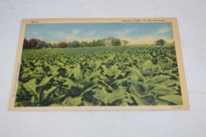 Tobacco Field in Old Kentucky Postcard Caufield and Shook Curt Teich