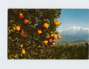 Postcard Miracle Of The California Orange Groves, California