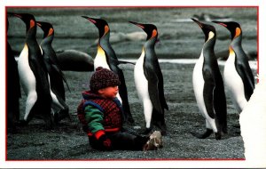 South Georgia Island King Penguins Marching Past A Boy