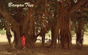 Banyan Tree - Hawaii Postcard