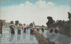 Postcard Rice Planting Philippine Islands