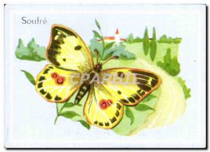 Image Butterfly Sulfur