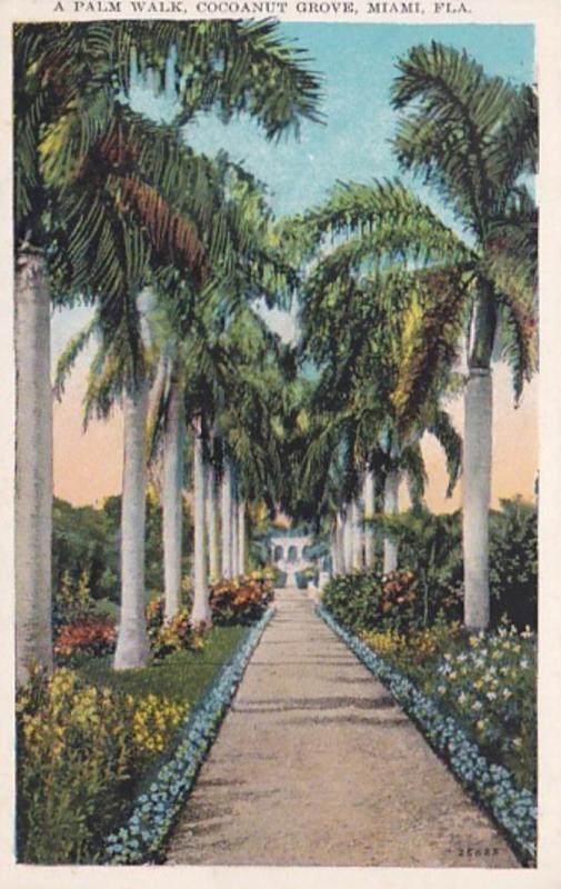 Florida Miami Cocoanut Grove Beautiful Palm Walk