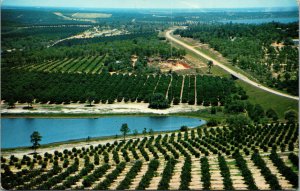 Vtg 1970s Orange Groves Lake Seen from Citrus Tower Clermont Florida FL Postcard