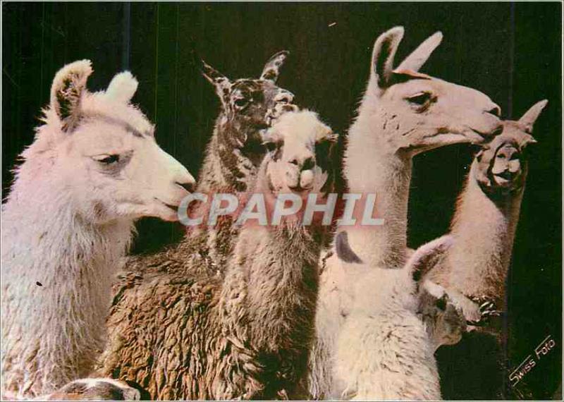 Modern Postcard Peru 1414 c llamas in the Sierra