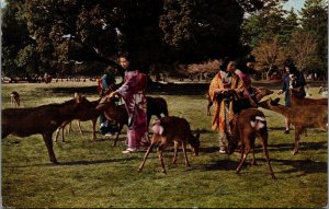 Japan Sacred Deer Nara Vintage Postcard C153