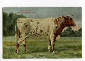 270033 RUSSIAN BUNGART Shorthorn Bull Vintage BAGGOVUT PC