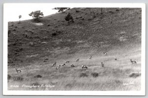 Pronghorn Antelope RPPC By Ross Hall c1950 Real Photo Postcard L24